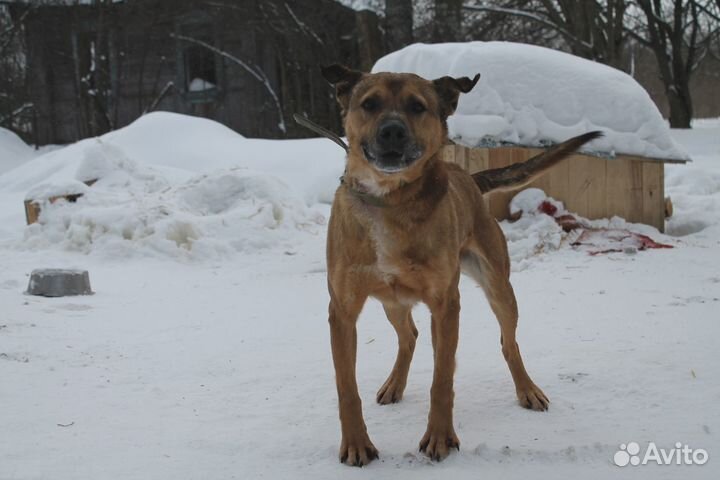 Кастрированный кобель в добрые руки