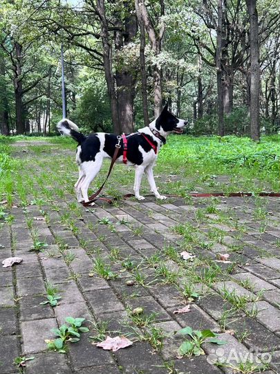 Собака в добрые руки руки