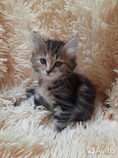 Отдам в добрые руки котят