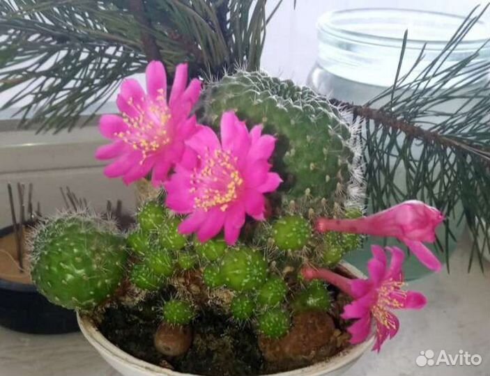 Детки цветущего кактуса