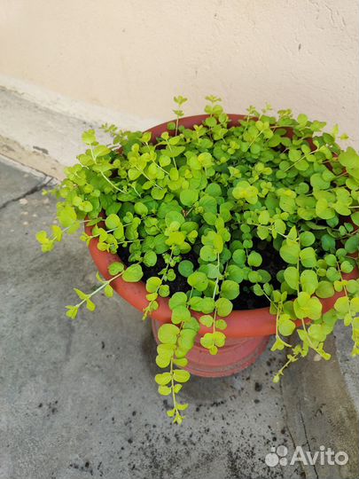 Вербейник монетчатый