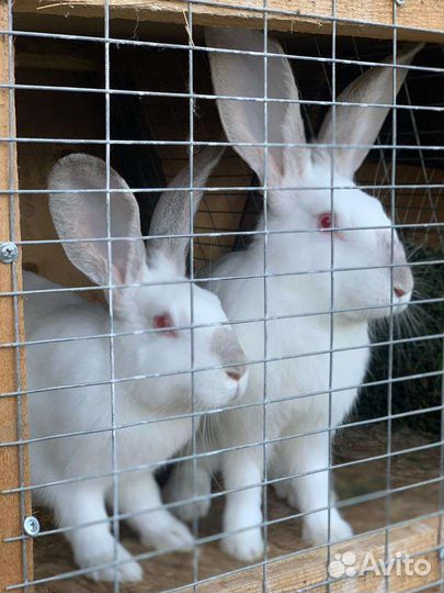 Кролики Белый великан