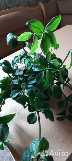 Пеперомия перескиелистная