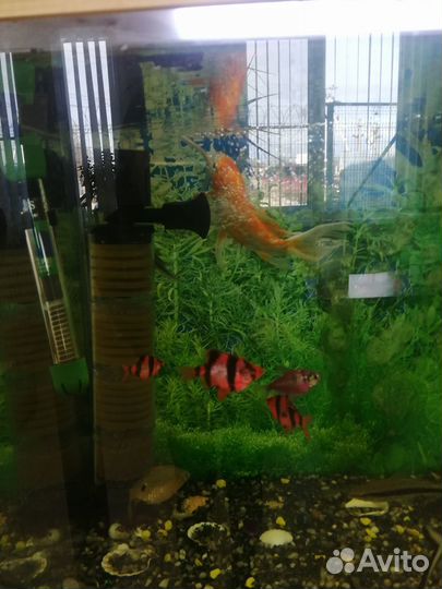 Карп Кои вуалевый