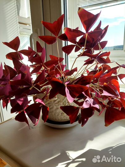 Комнатные цветы Кислица (Оксалис)