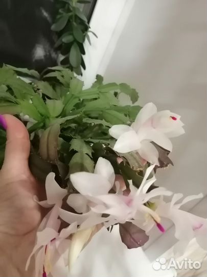 Отростки шлюмбергеры (декабрист)