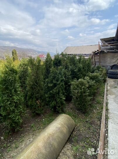 Туи коралловидный