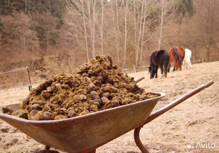 Конский навоз