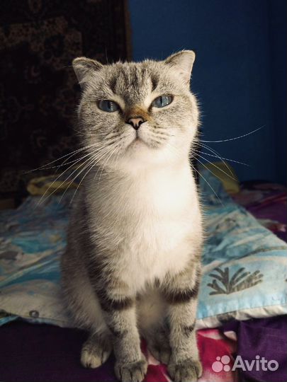 Шатланка вислоухая