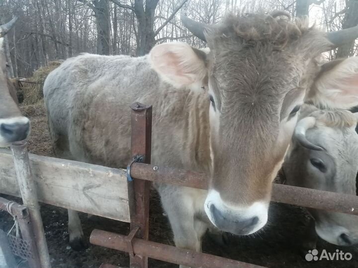 Телки стельные, швицкой породы
