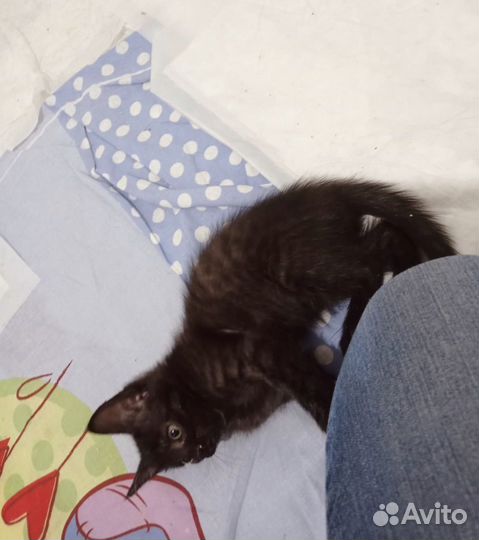 Котёнок-мальчик чёрный мрамор