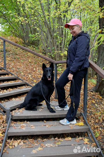 Дрессировка собак. Кинолог