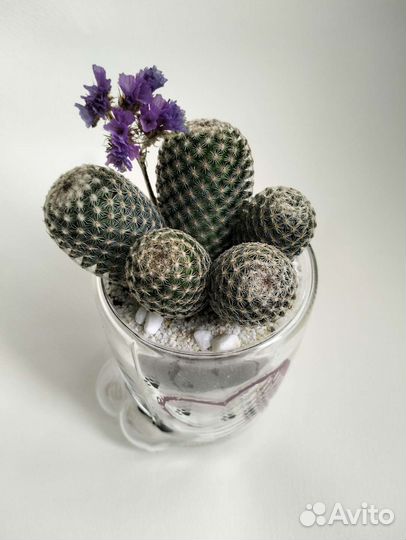 Подарок на 8марта / Живые цветы/ Флорариум