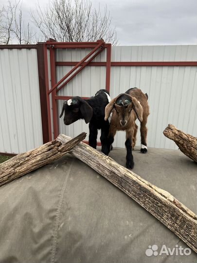 Козёл Ламанча и козлята