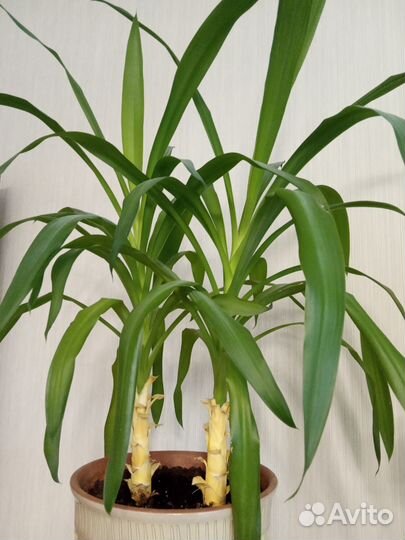 Пальма юкка