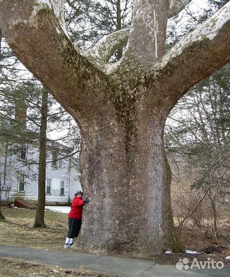 Семена экзотических морозостойких деревьев