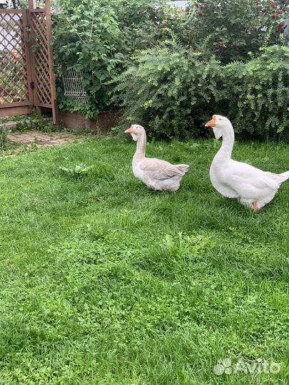 Холмогорские гуси