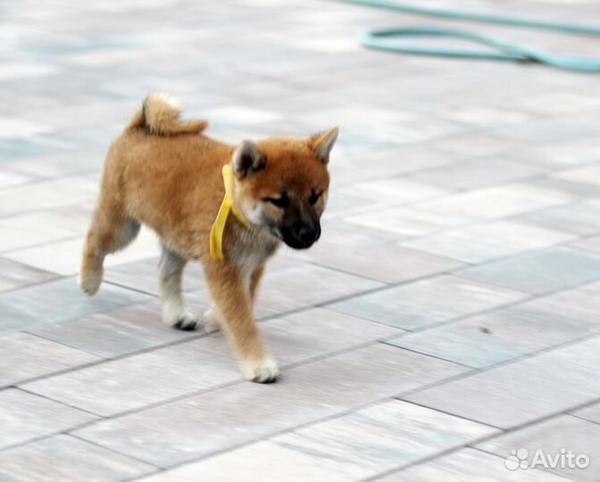 Улыбашка девочка сиба шиба ину