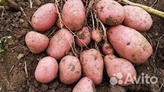 Картофель сорт берлинка