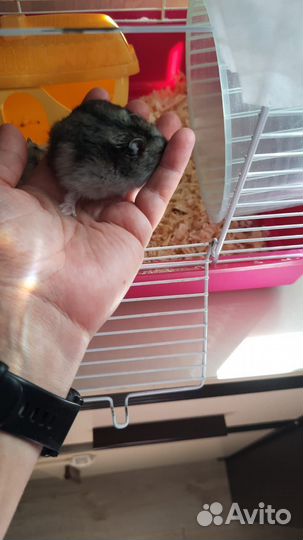 Джунгарский хомяк