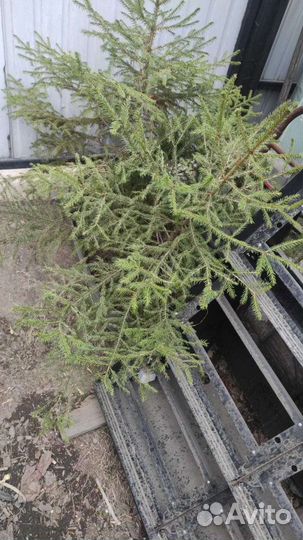 Ель живая