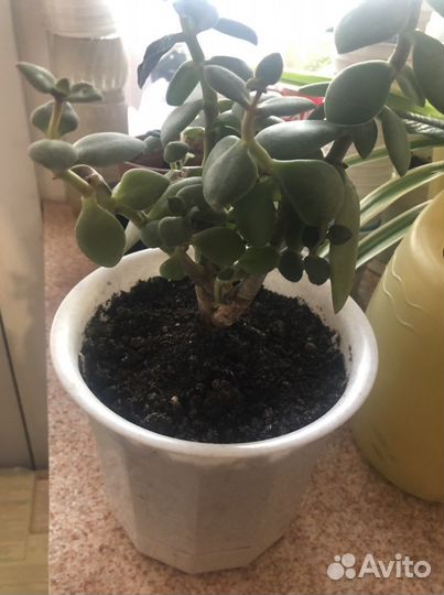 Комнатные растения цветы