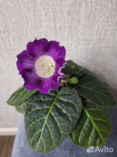 Глоксиния цветущая