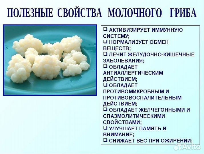 Молочный (Тибетский) гриб