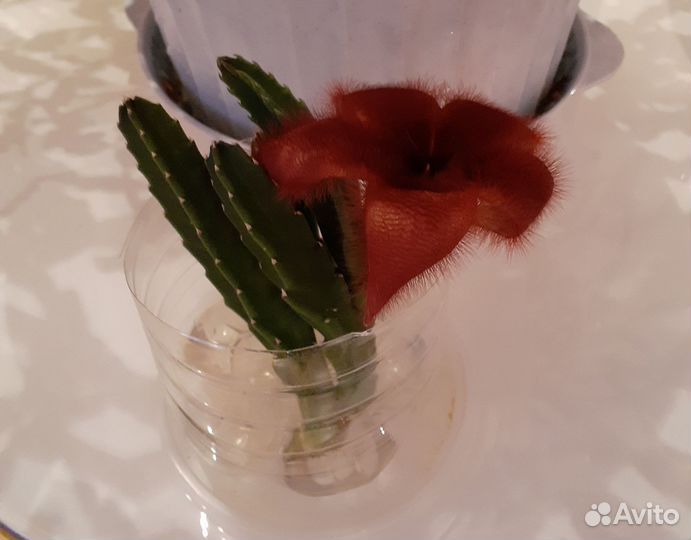 Комнатные цветы