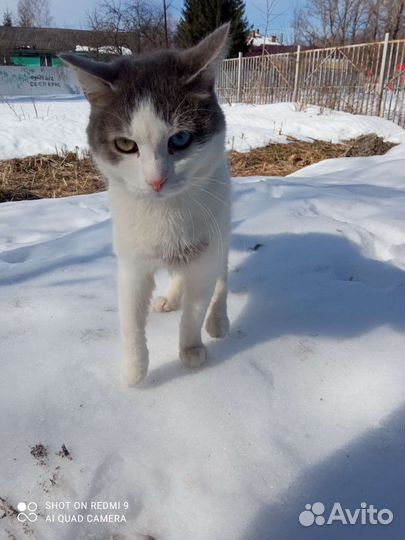 Кот Као- мани