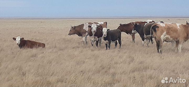 Коровы бычки тёлки