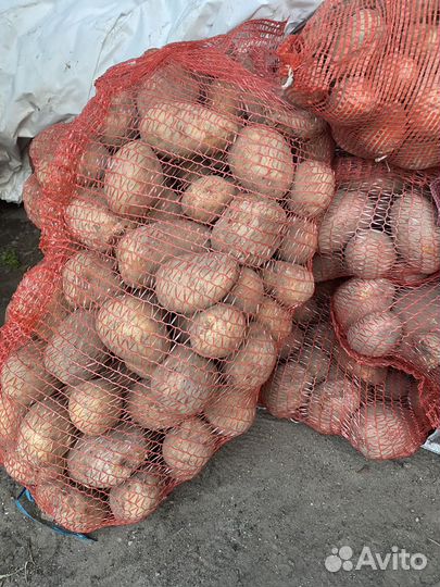 Продам картофель