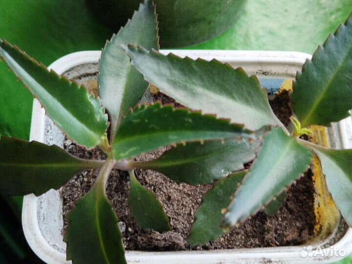 Кактус, алоэ, каланхоэ