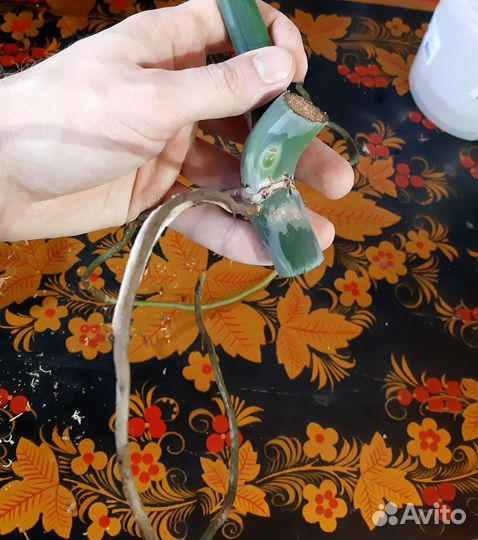 Филодендрон Радиатум вариегатный