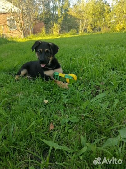 Щенки немецкой овчарки