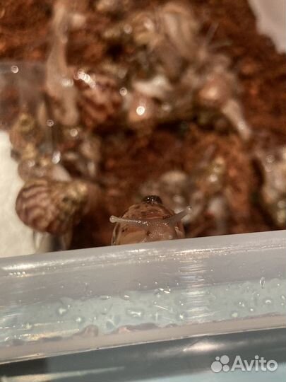 Улитки ахатины