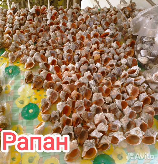 Черноморская ракушка