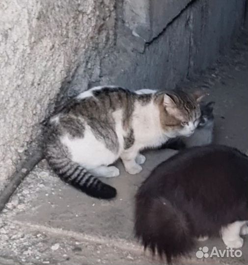 Котик в добрые руки