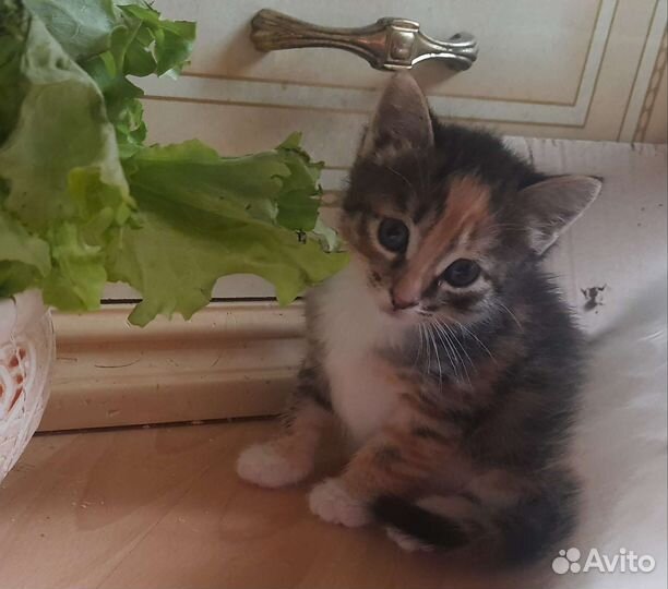 Котенок 1,5 мес трехцветка