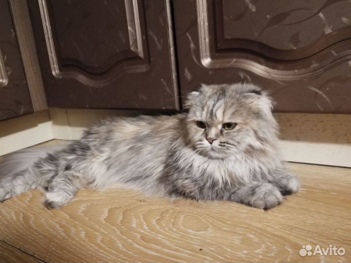 Вислоухая шотланка длиношерстная мягкая