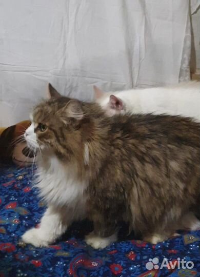 Пушистая кошка