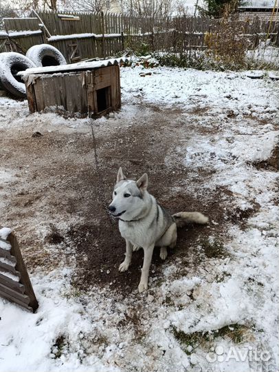 Дворовый пес