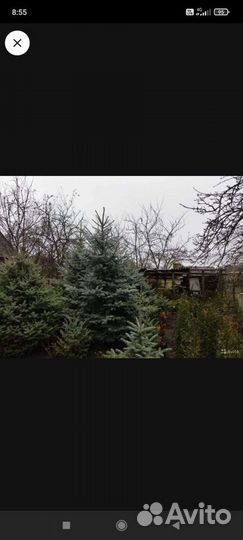 Ель голубая