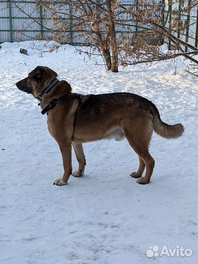 Фока ищет дом