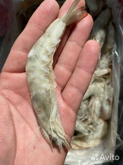 Креветка королевская 50/60