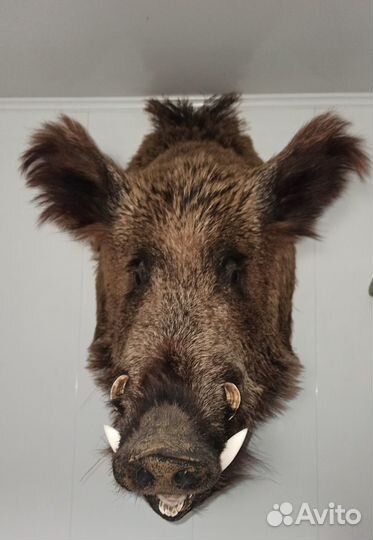 Чучело головы кабана