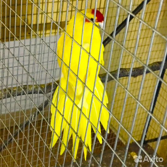 П О П У Г А И