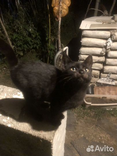 Котенок черный с белой точкой на грудке