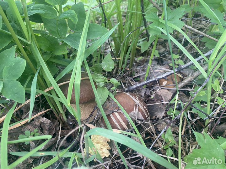 Белые грибы свежие