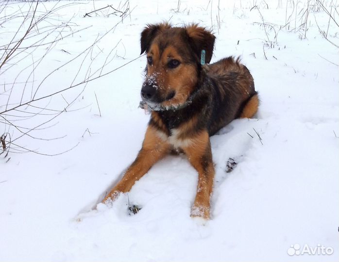 Собака ищет семью
